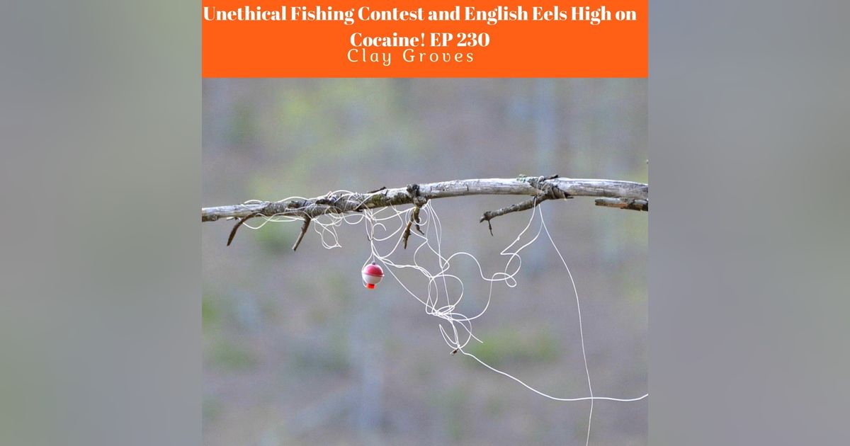 Unethical Fishing Contest and English Eels High on Cocaine Ep 231 Unethical Fishing Contest and English Eels High on Cocaine Ep 231