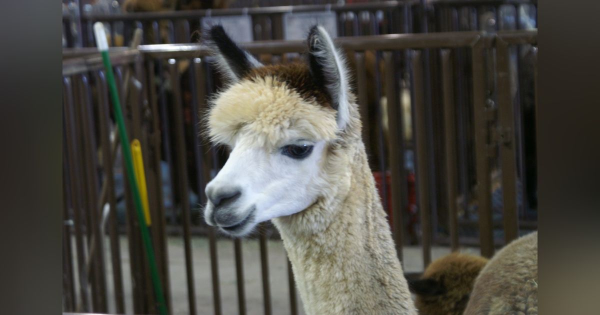 Magnolias and Prayers Magnolias and Prayers