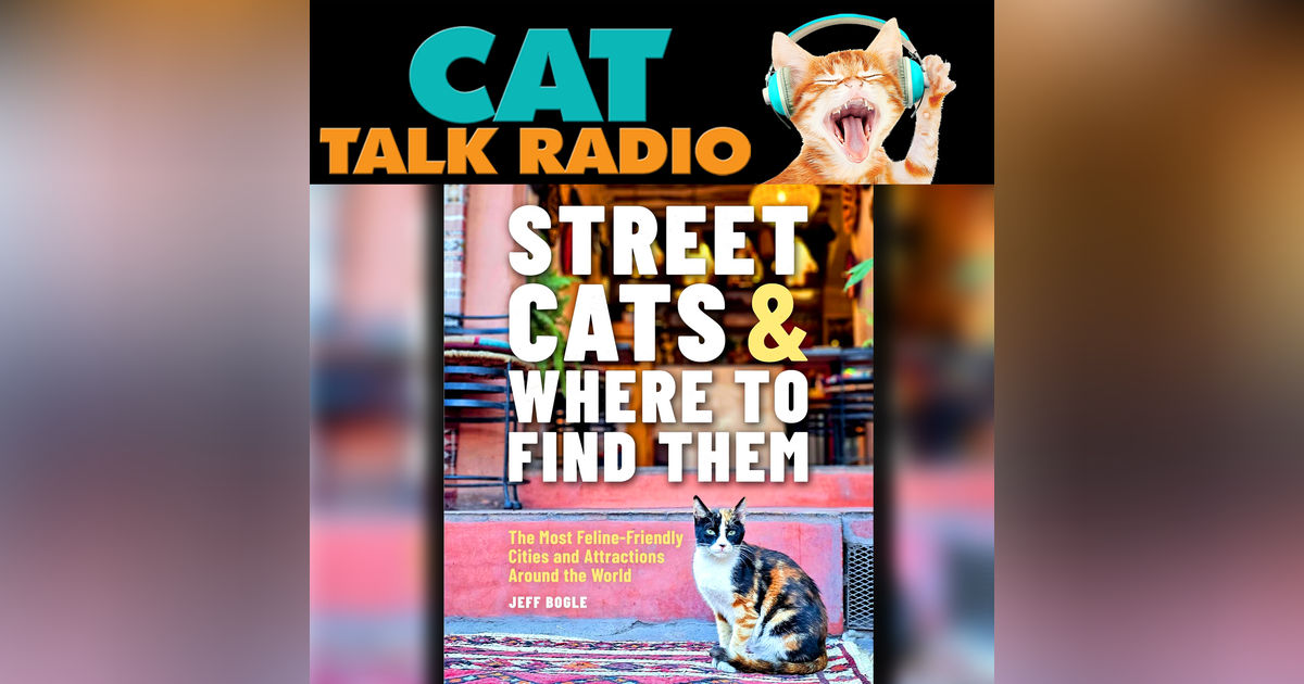 Street Cats & Where They Steal Your Heart Street Cats & Where They Steal Your Heart