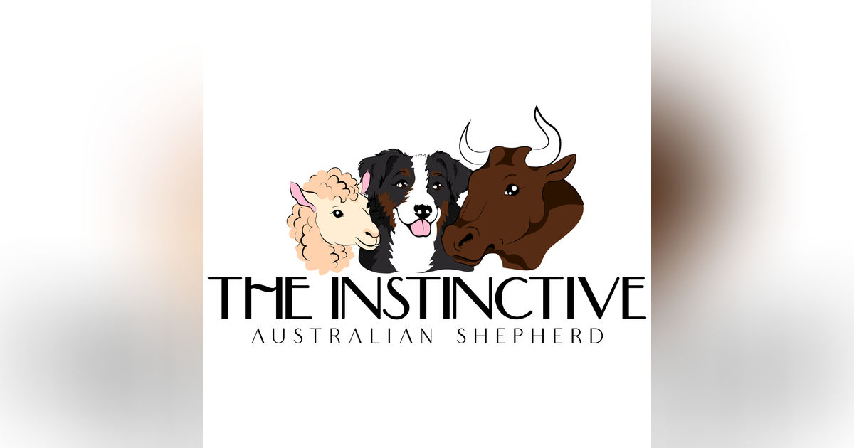The Instinctive Australian Shepherd: Not On My Watch
