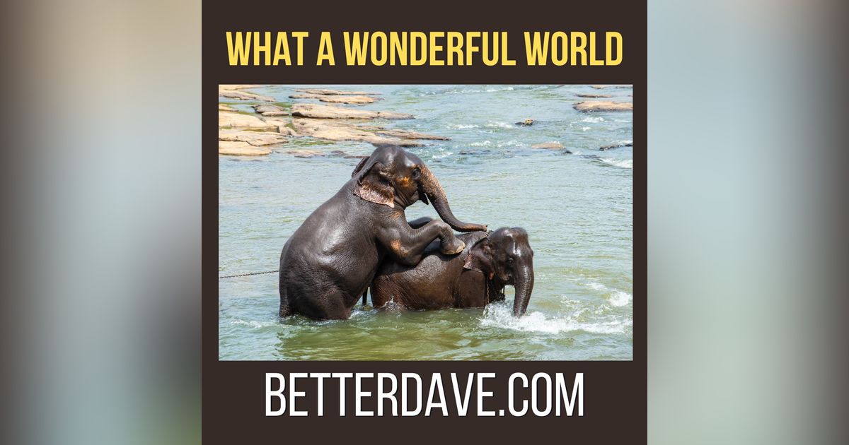 What A Wonderful World