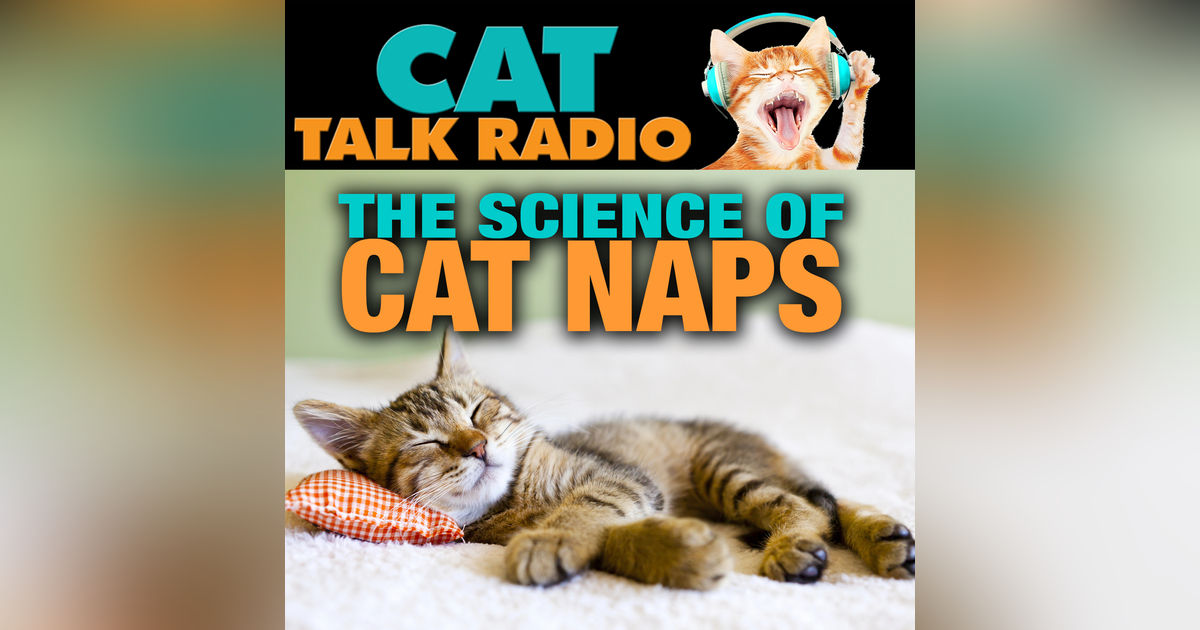 The Science of Cat Naps: Sleep Cycles Explained