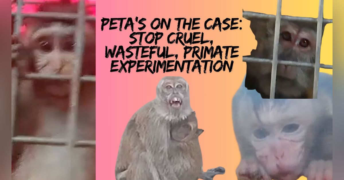UnchainedTV: Let's End Cruel Primate Experimentation Now & Forever!