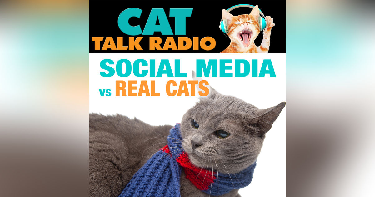 Social Media Cats vs. Real Cats: The Behavior Gap Social Media Cats vs. Real Cats: The Behavior Gap