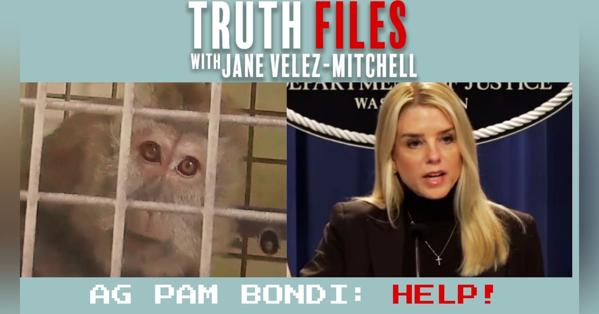 Why PETA Begs AG Pam Bondi to Save 1,200 Monkeys Now Why PETA Begs AG Pam Bondi to Save 1,200 Monkeys Now