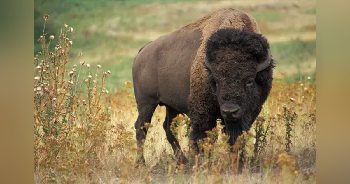 DID THEODORE ROOSEVELT SAVE THE BISON? SPECIAL RELEASE
