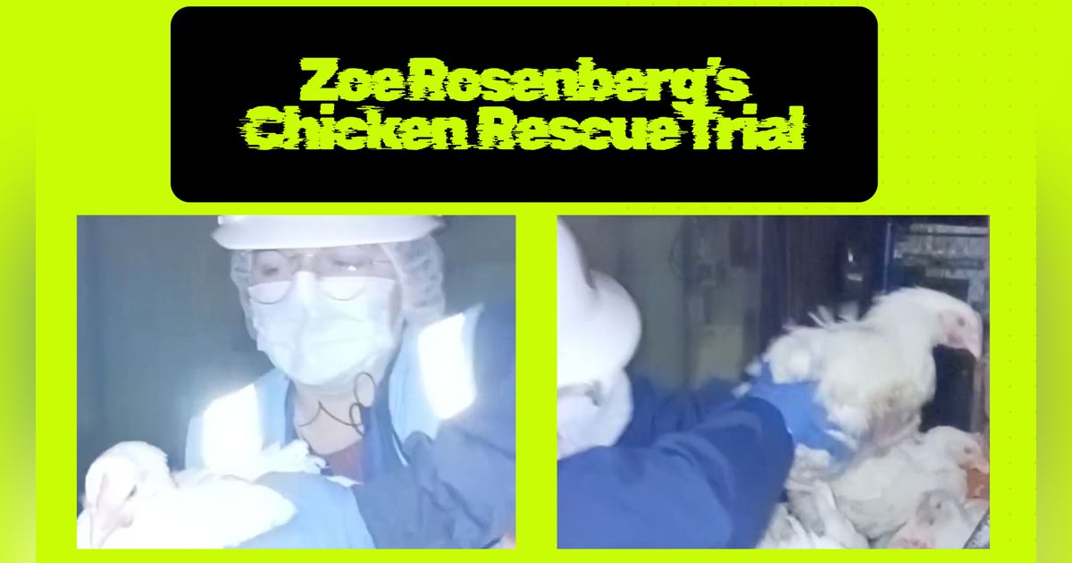 Day 1 of Chicken Rescue Trial Day 1 of Chicken Rescue Trial