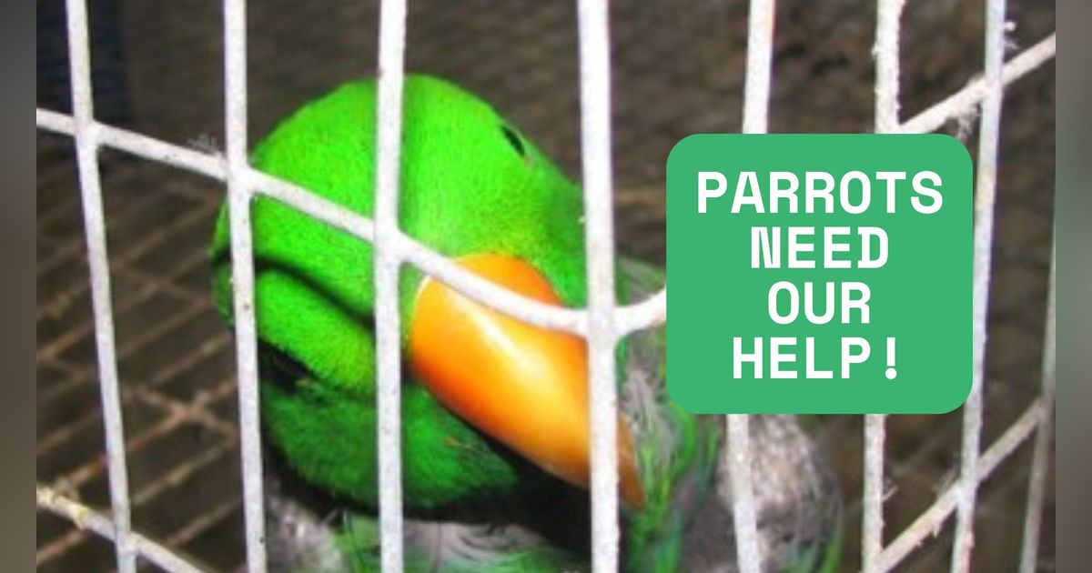 UnchainedTV: Parrots in Crisis! They are NOT Pets! UnchainedTV: Parrots in Crisis! They are NOT Pets!