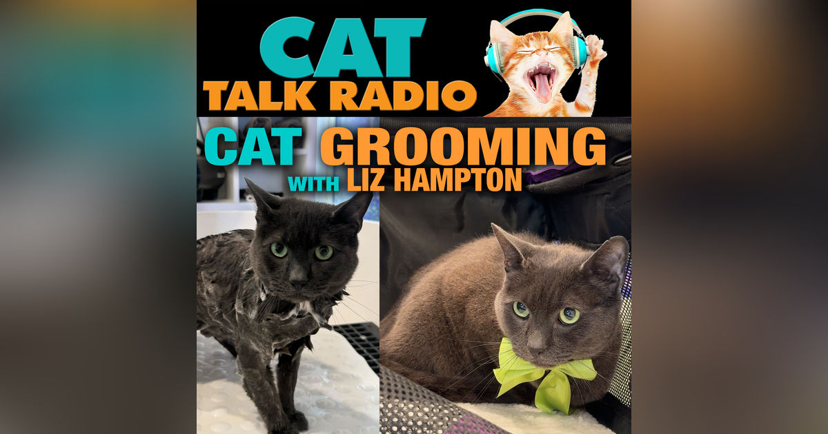 The Kitty Clean Routine: What’s Normal and What’s Not in Cat Grooming