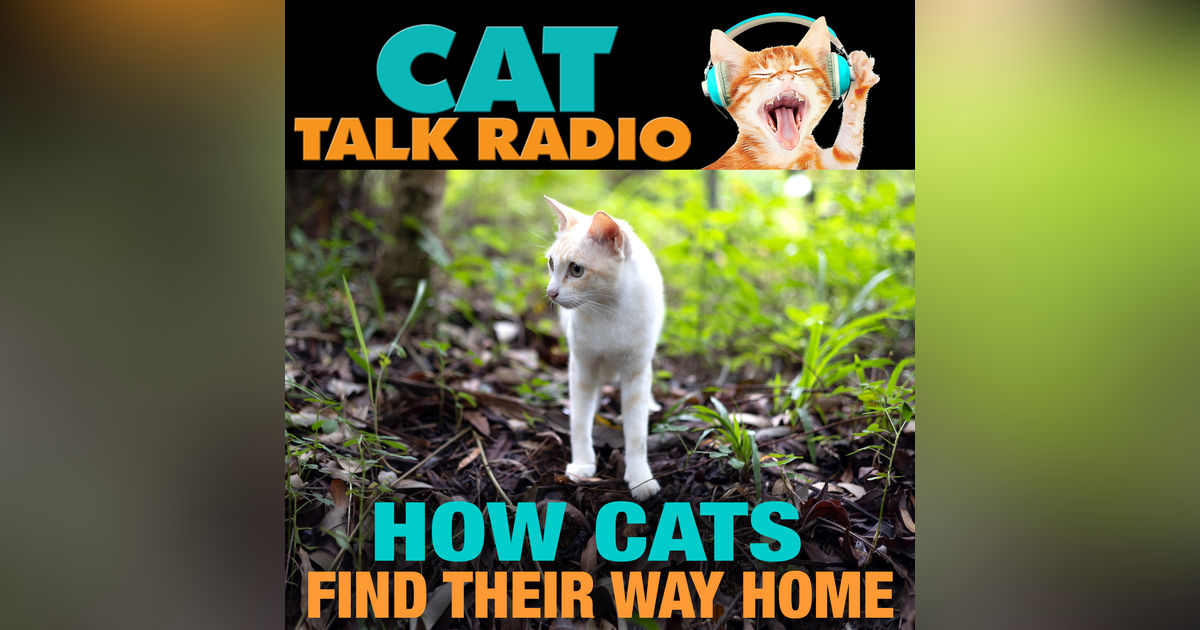 How Cats Find Their Way Home — The Science Behind the Homing Instinct