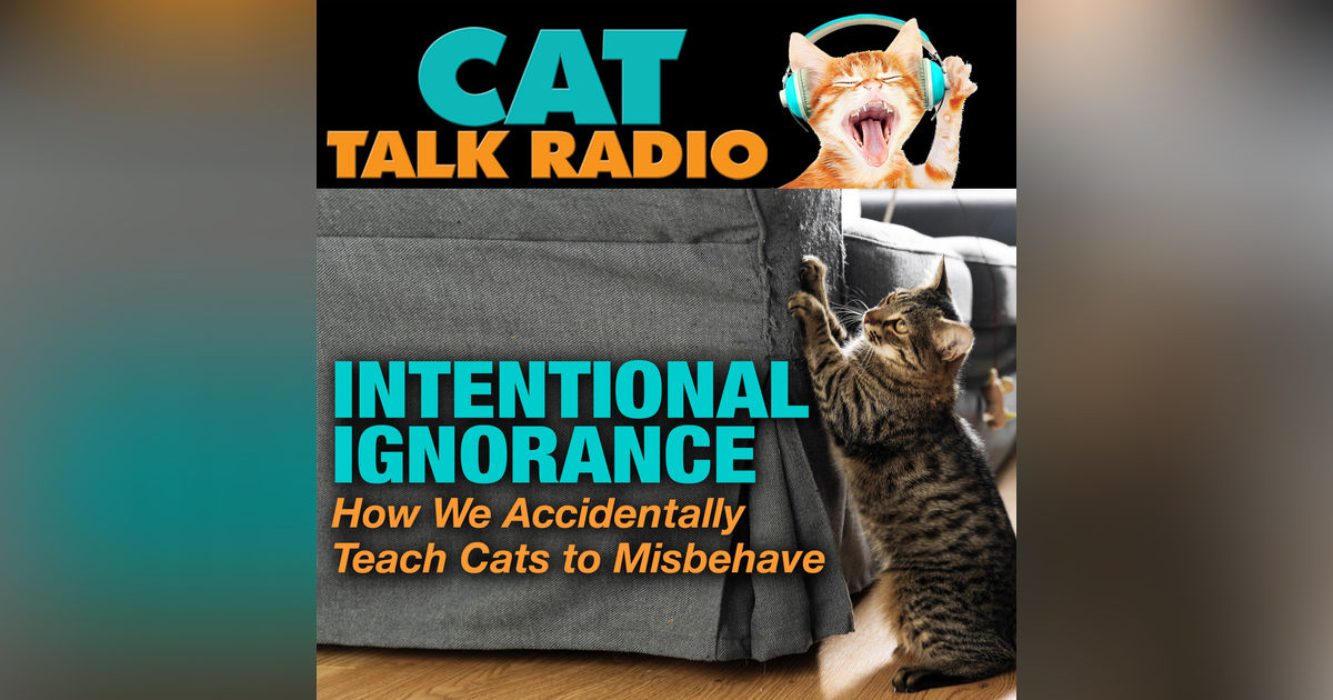 Intentional Ignorance: How We Accidentally Teach Cats to Misbehave