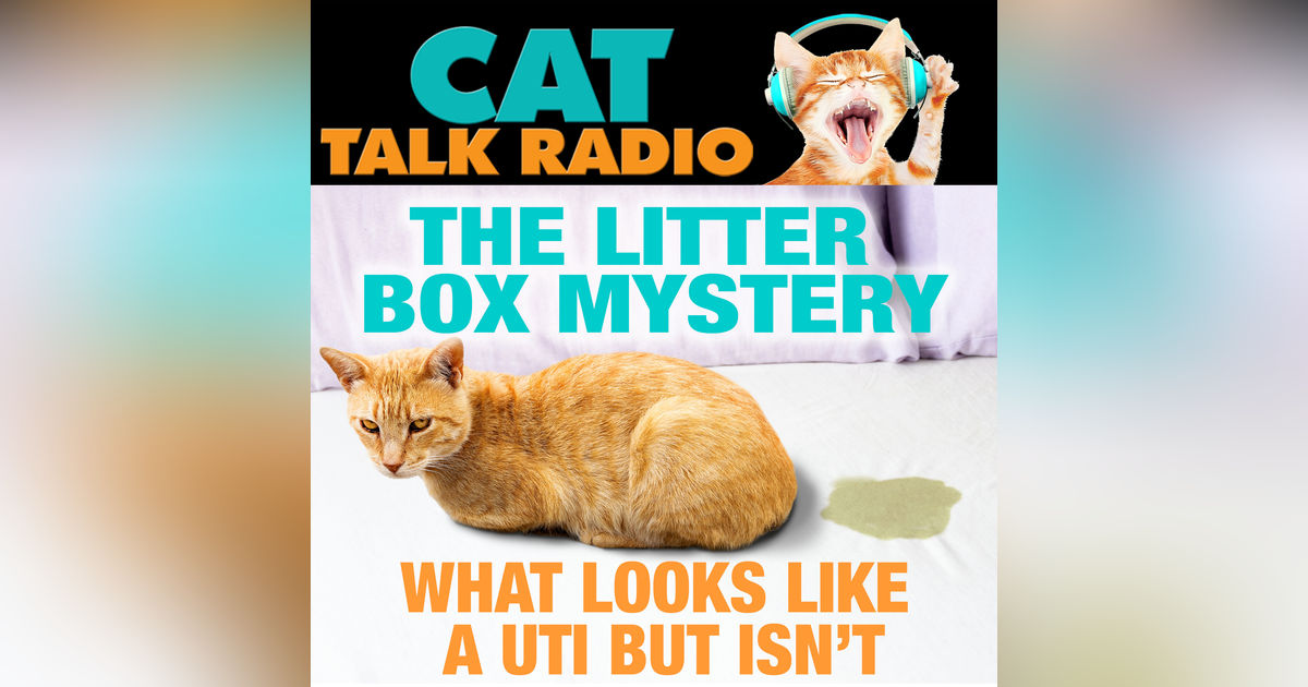 The Litter Box Mystery: What Looks Like a UTI but Isn't