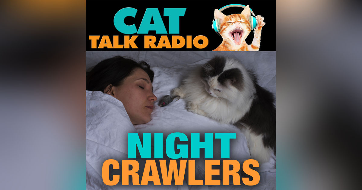 Night Crawlers: Why Cats Go Wild After Dark Night Crawlers: Why Cats Go Wild After Dark
