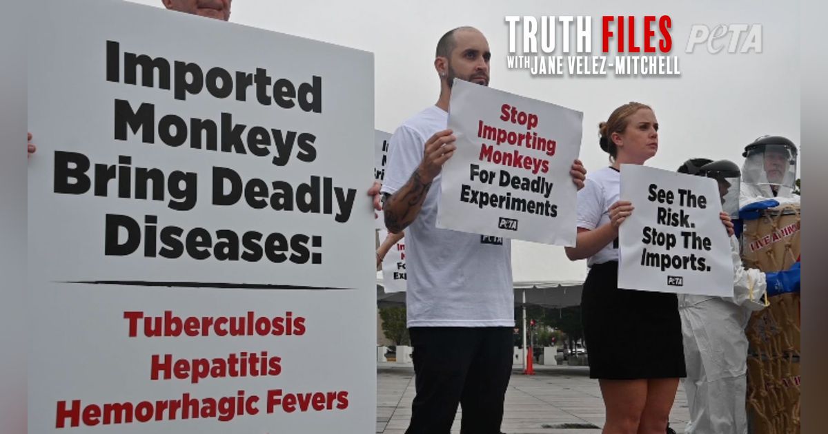 CDC Under Fire: TB Monkey Crisis