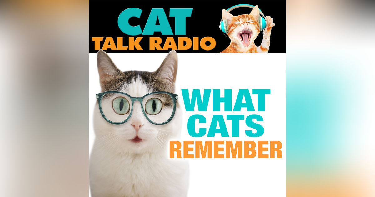 What Cats Remember — And Why It Matters More Than You Think
