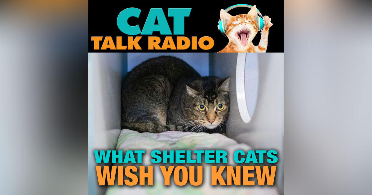 Behind the Curtain: What Shelter Cats Wish You Knew