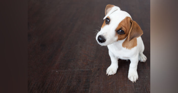 image for 5 Puppy Raising Mistakes That Can Create Bigger Problems Later