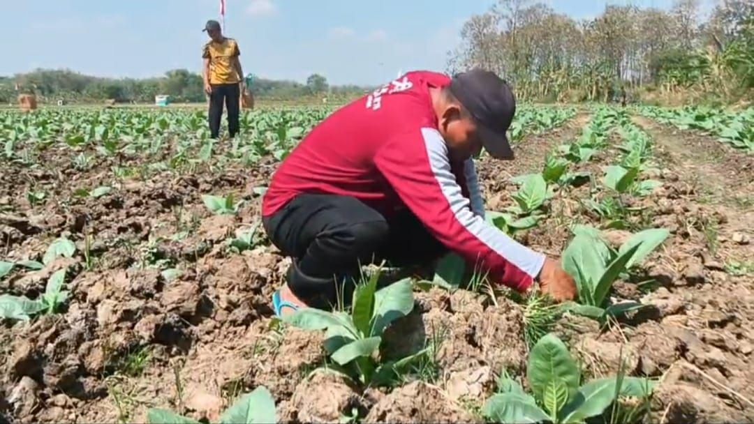 MUSIM KEMARAU PETANI LAMONGAN BERALIH KE TEMBAKAU