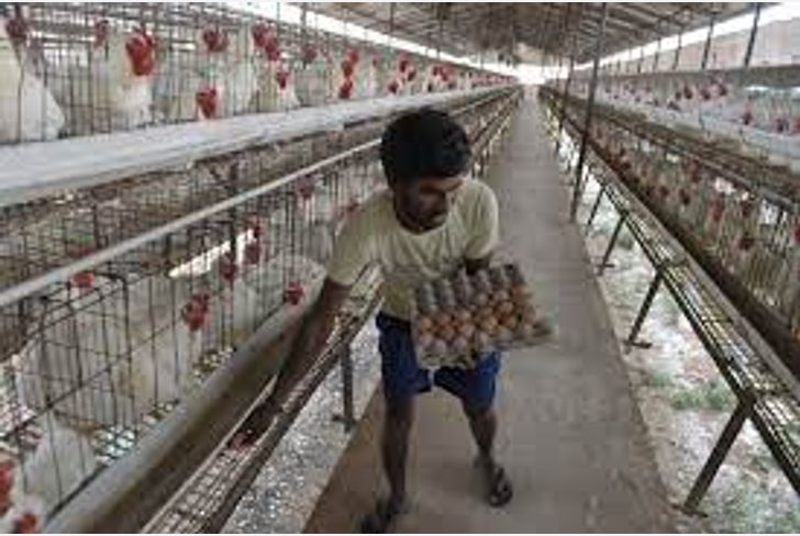 Government gives subsidies to polutry