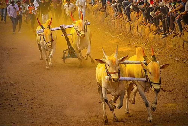 Bullock cart races