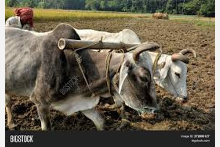 Farmer online fraud