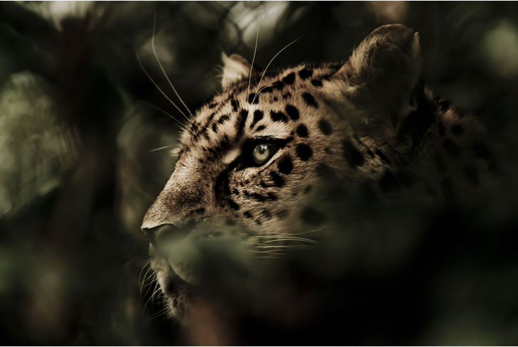 Leopard attack