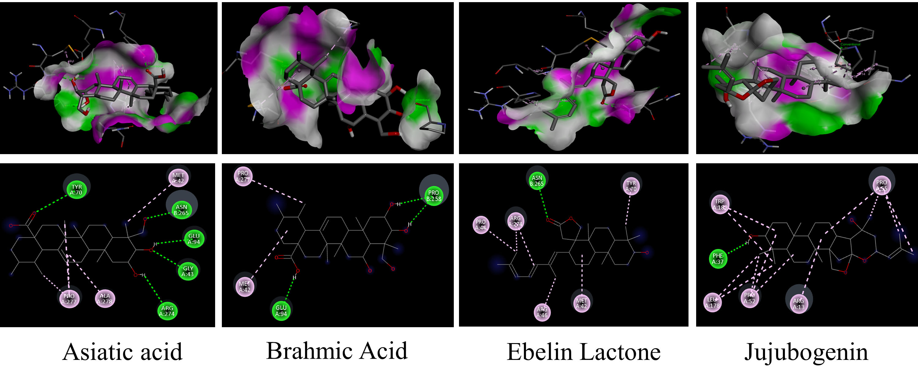 Molecular docking results showing binding affinities for Jujubogenin (−8.25 kcal/mol), ebelin lactone (−8.16 kcal/mol) and diazepam (−7.98 kcal/mol). Lower (more negative) binding-energy values indicate stronger predicted binding.
