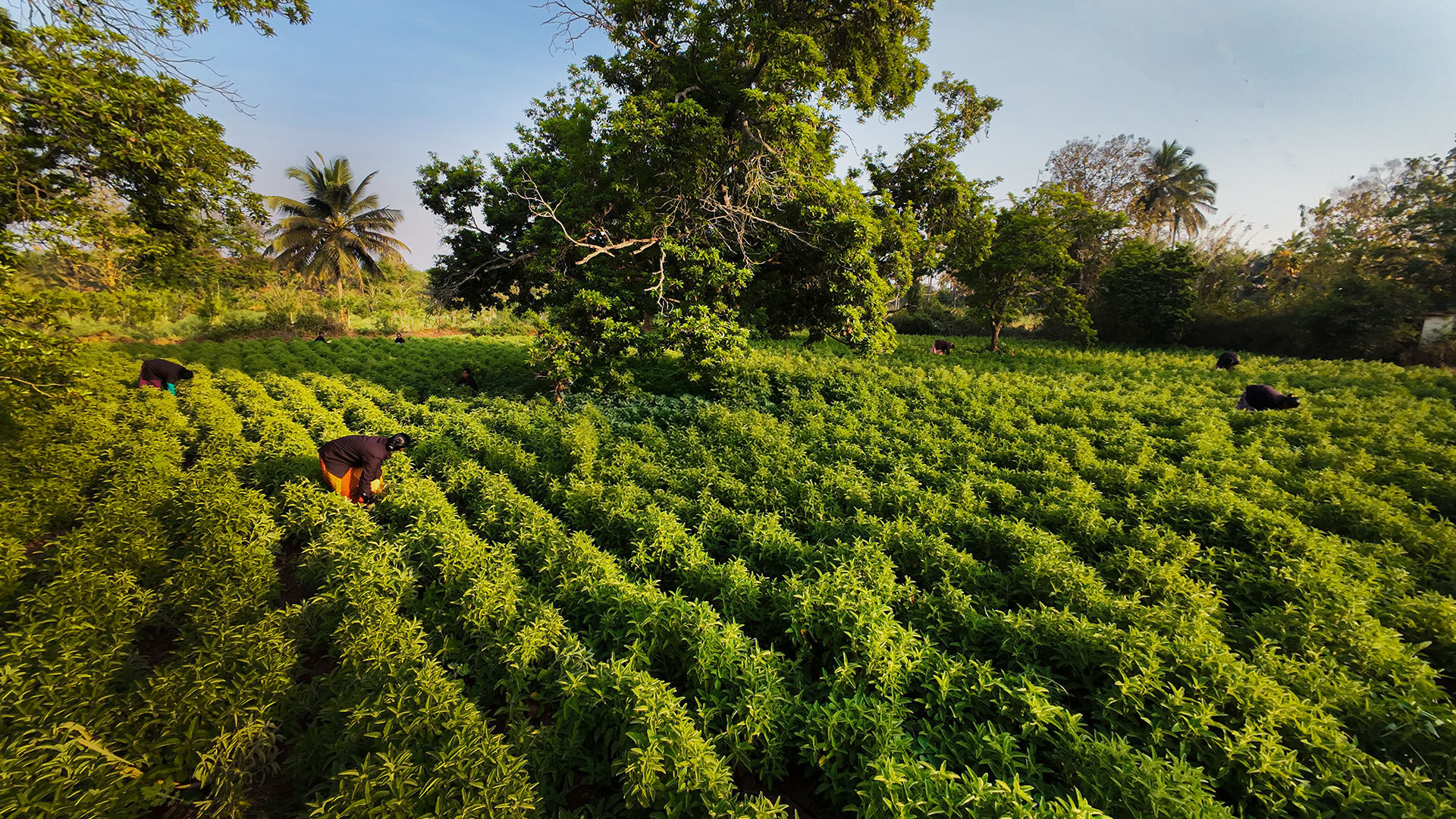 Organic Farming