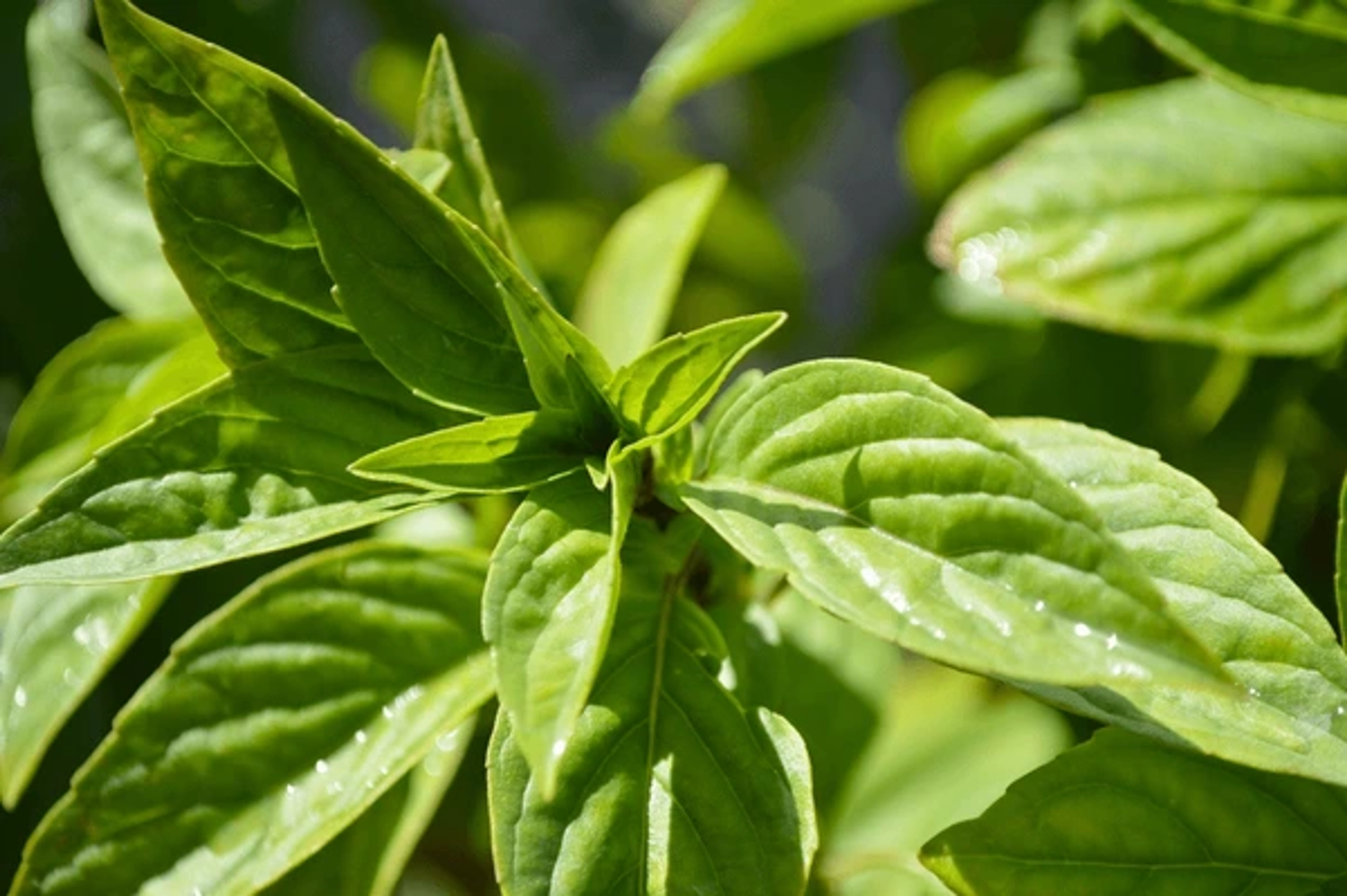 Holy Basil Extract