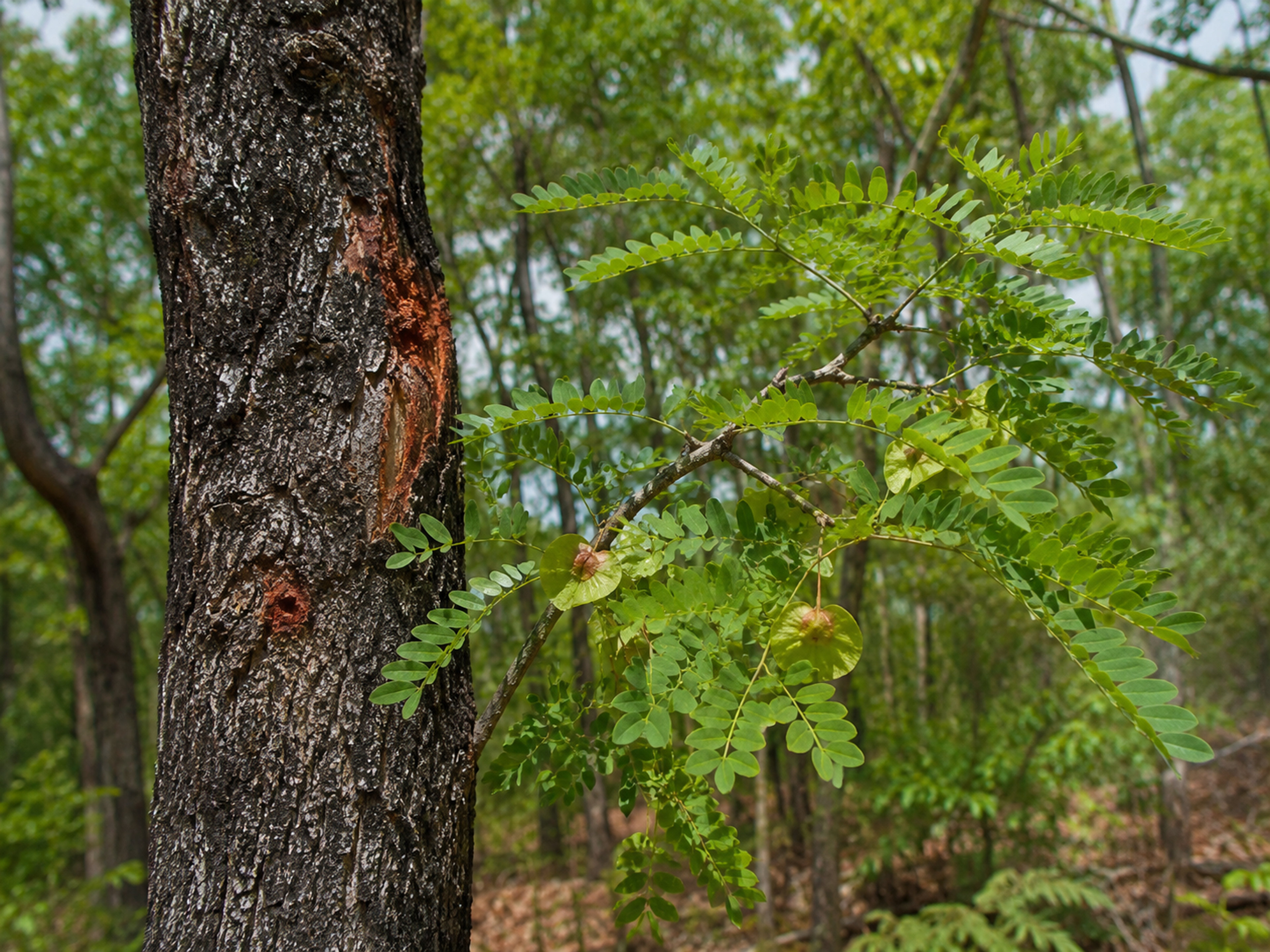 Pterocarpus Extract