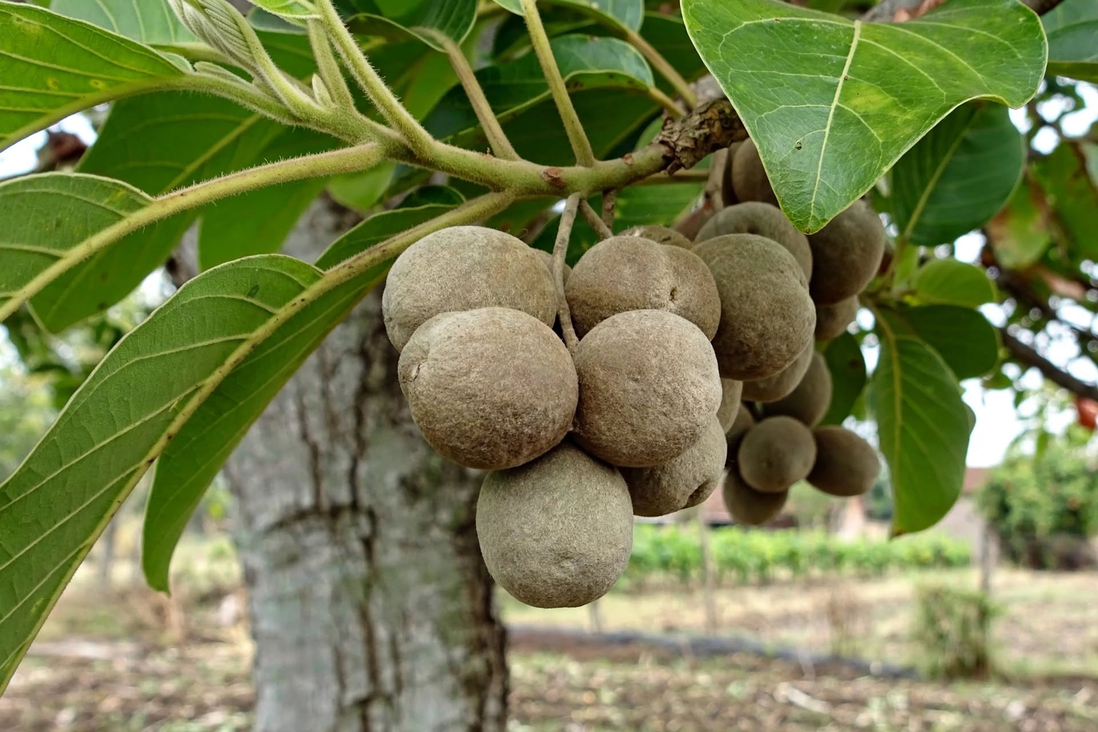 Terminalia Bellerica Extract
