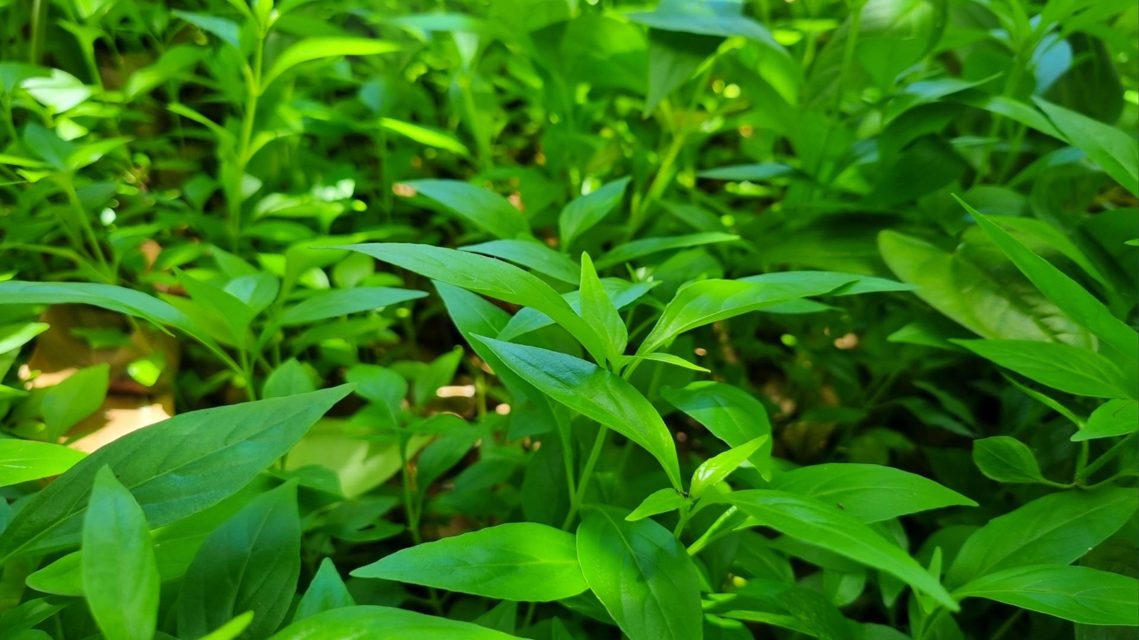 Andrographis Extract