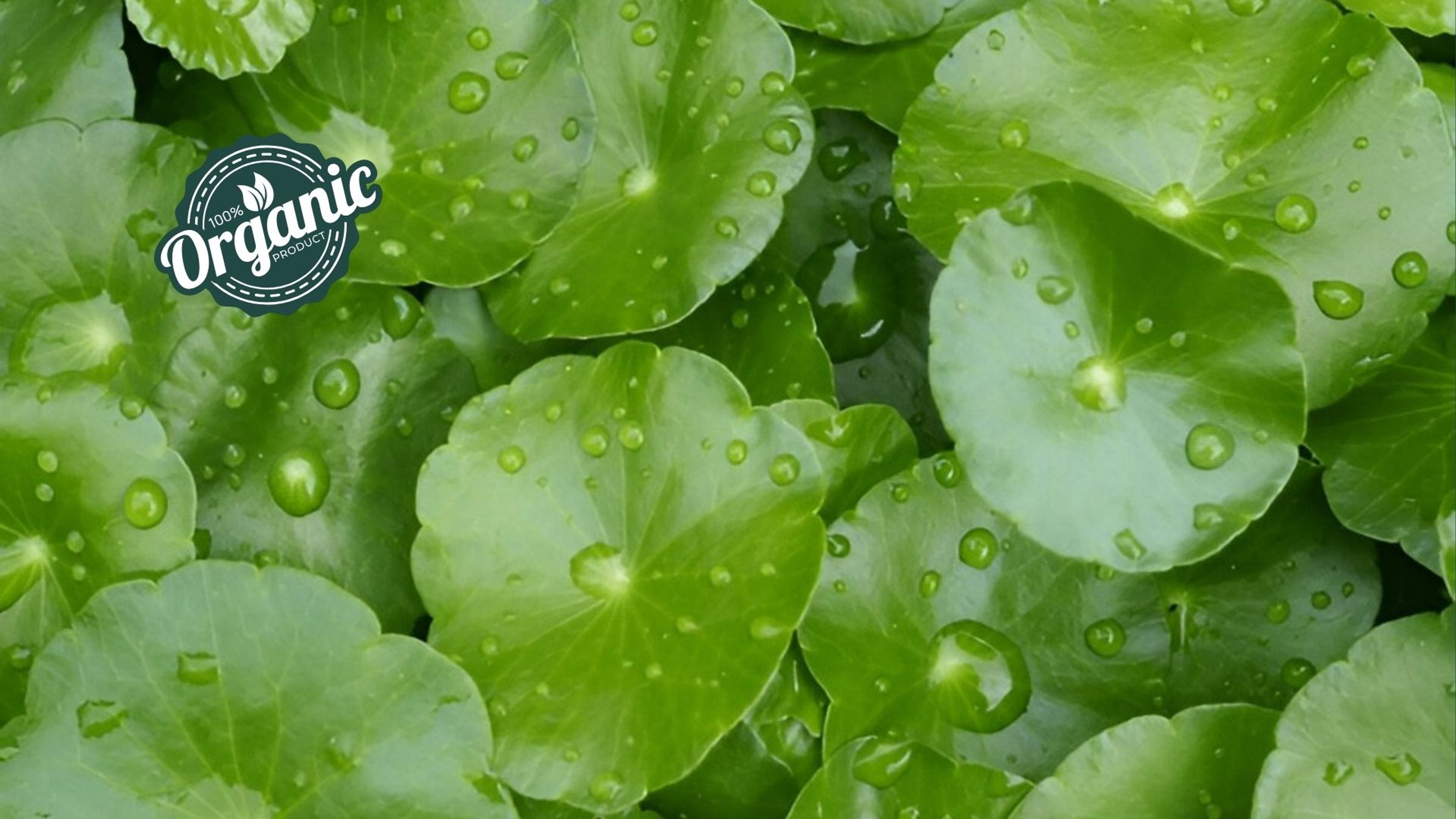 Organic Centella asiatica Extract