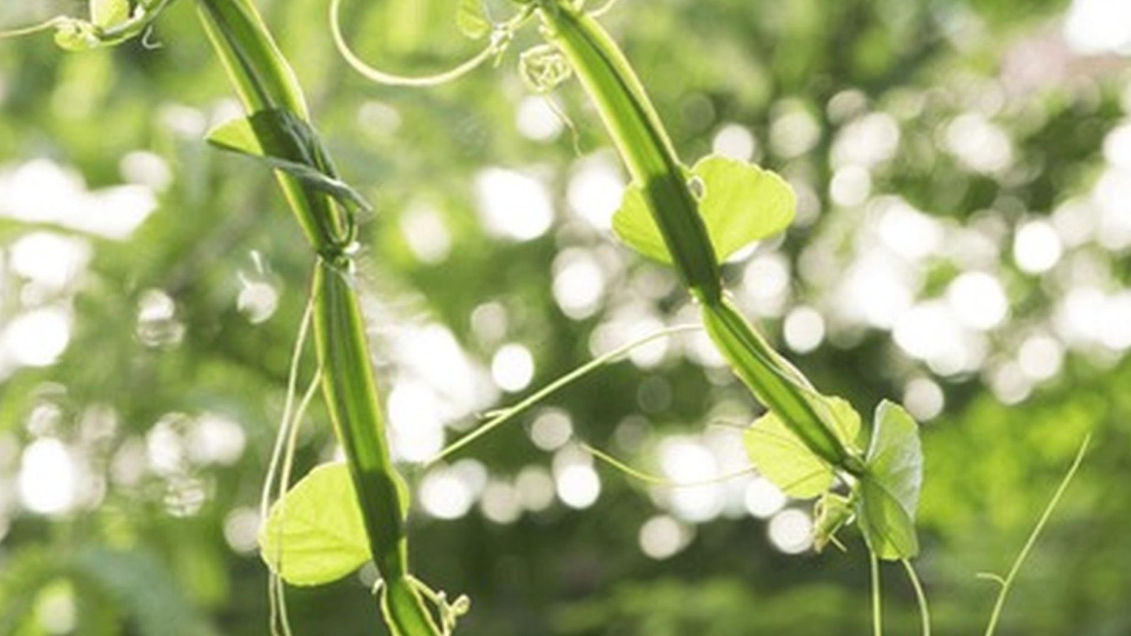 Cissus Extract