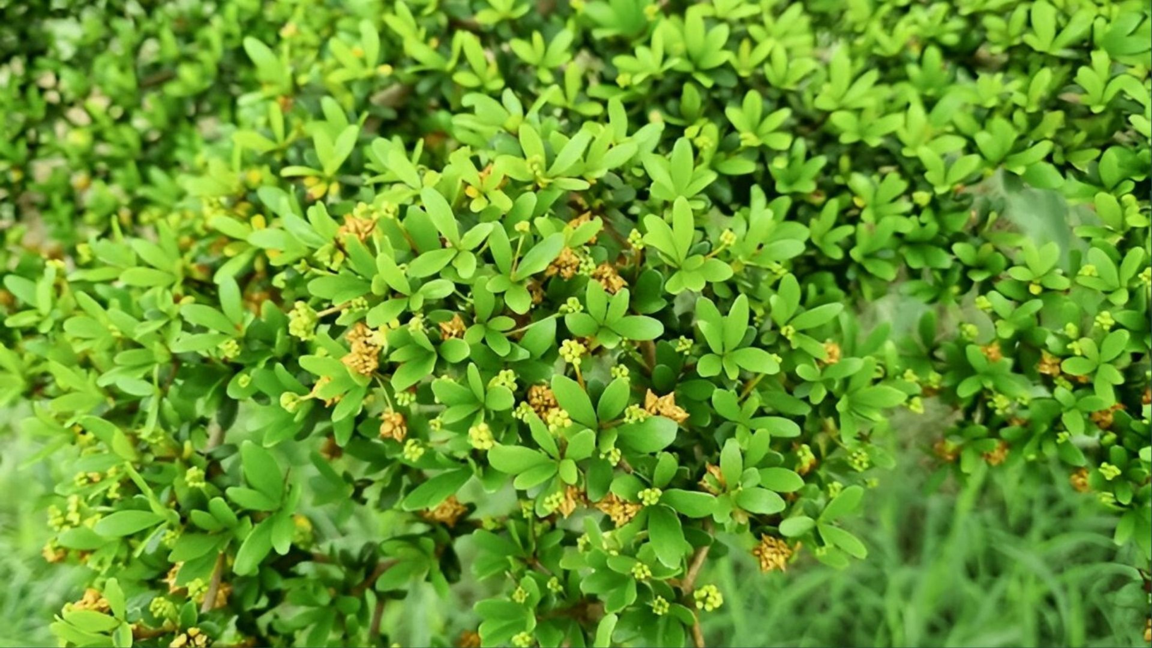 Commiphora Mukul Extract