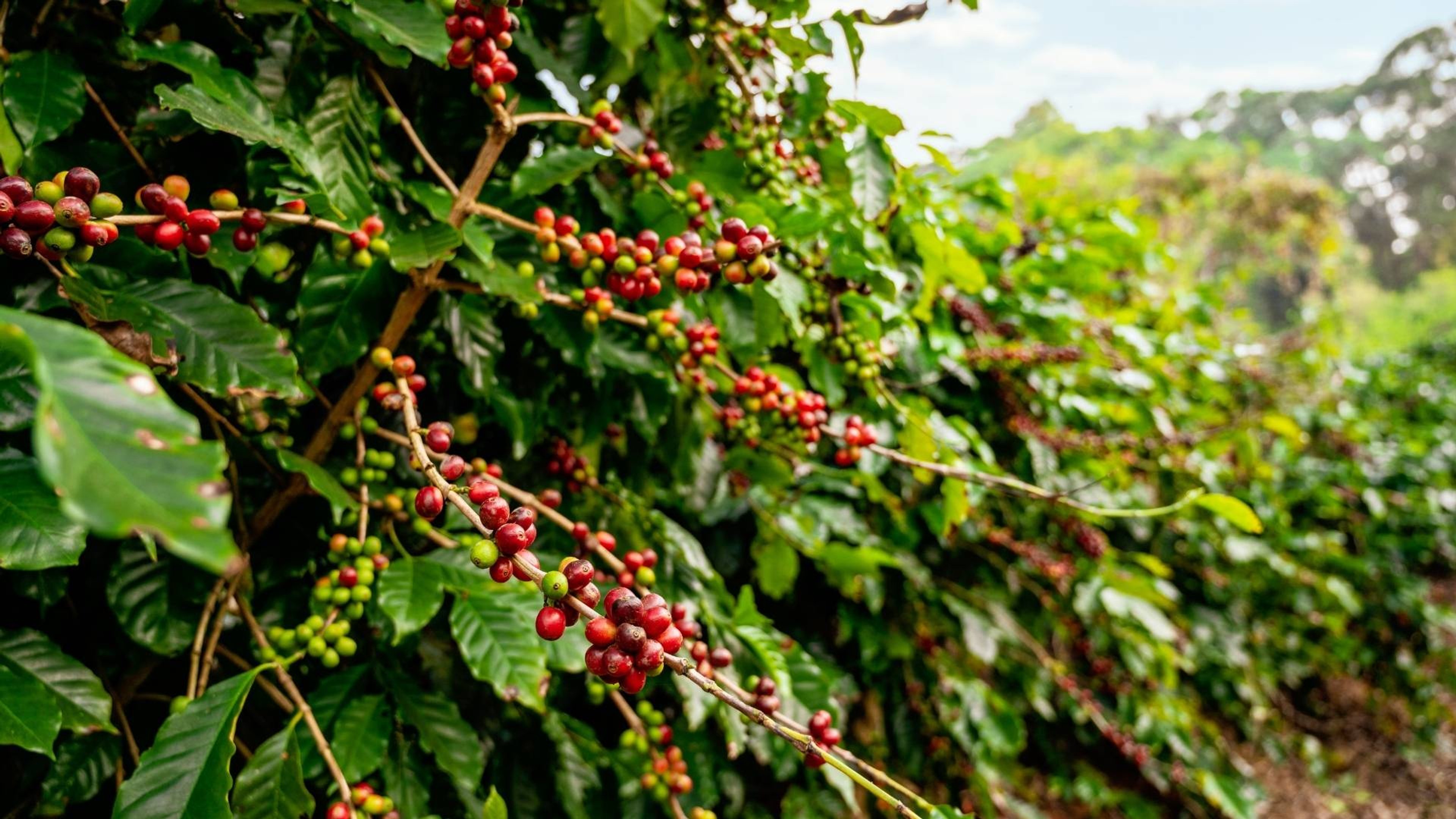 Coffee Bean Extract