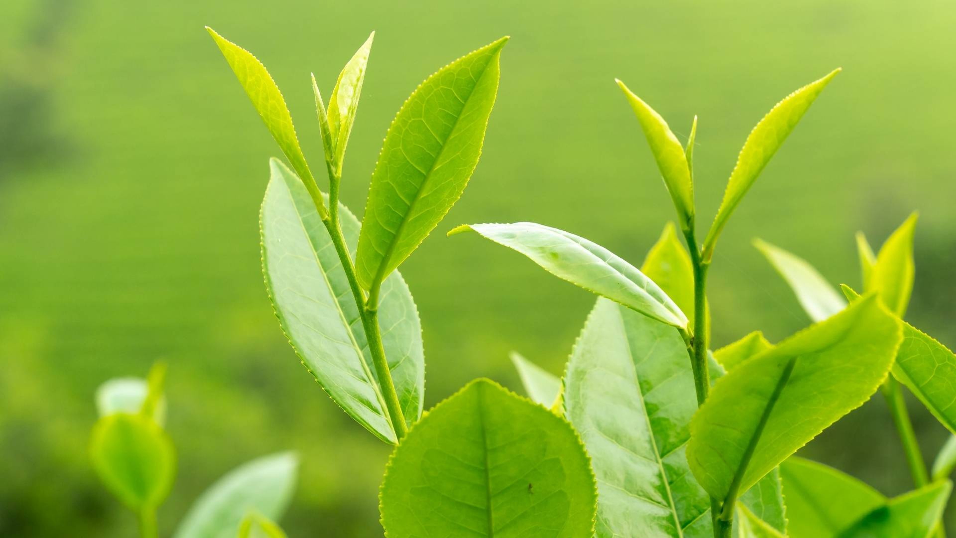 Green Tea Extract