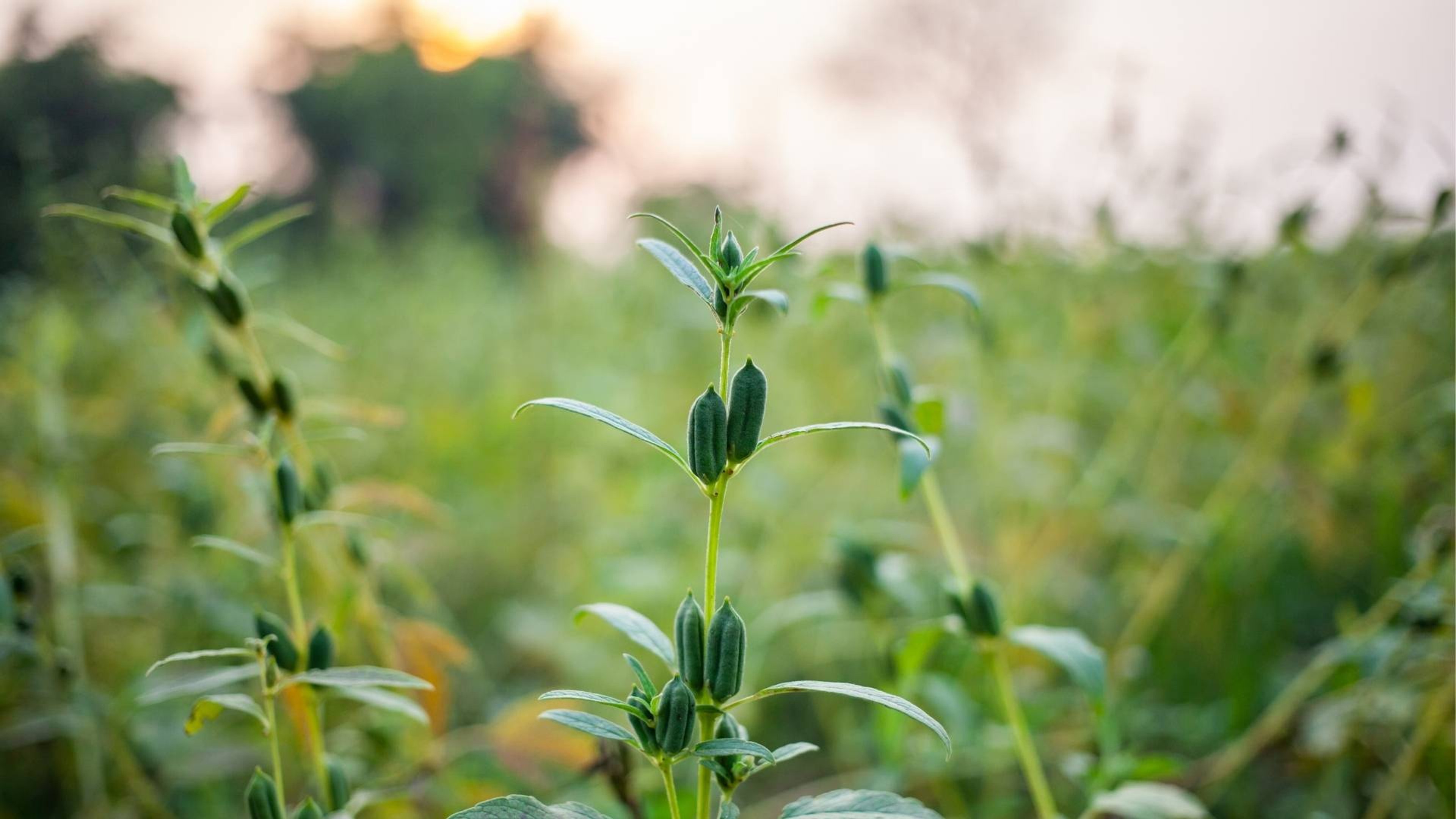 Sesamin Extract