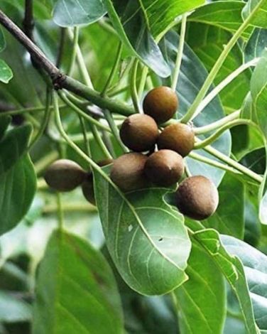 Terminalia Bellerica Extract