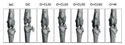 Articular Cartilage Degradation & Micro-CT Bone Indices
