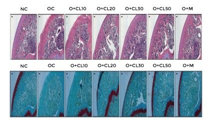Cartilage Morphology & Safranin O Staining