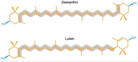 Molecular structures of lutein and zeaxanthin