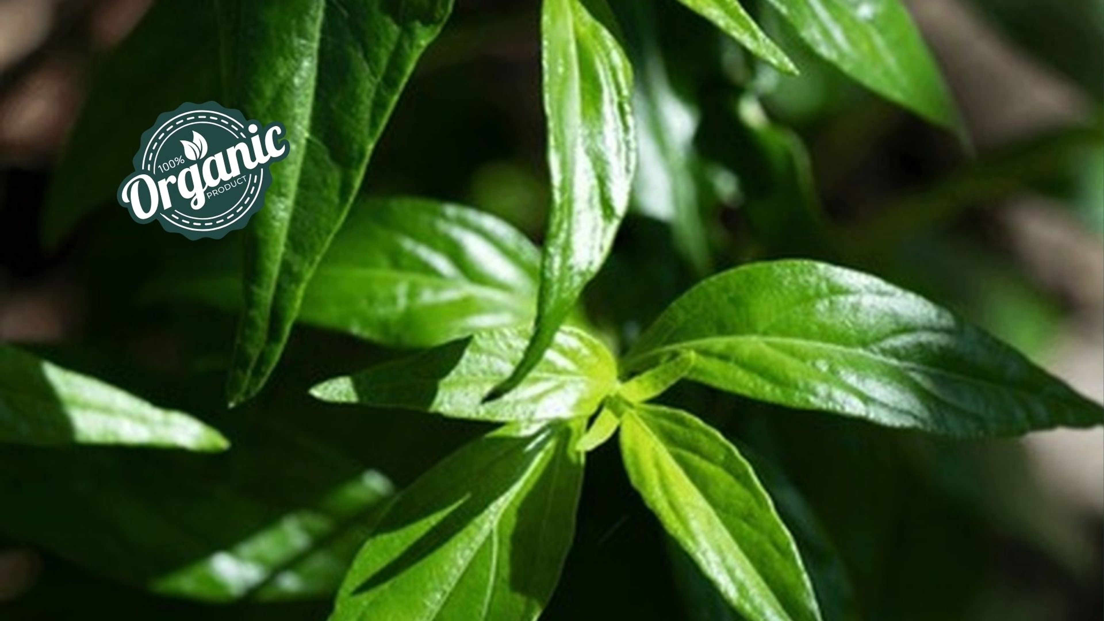 Organic Andrographis Extract