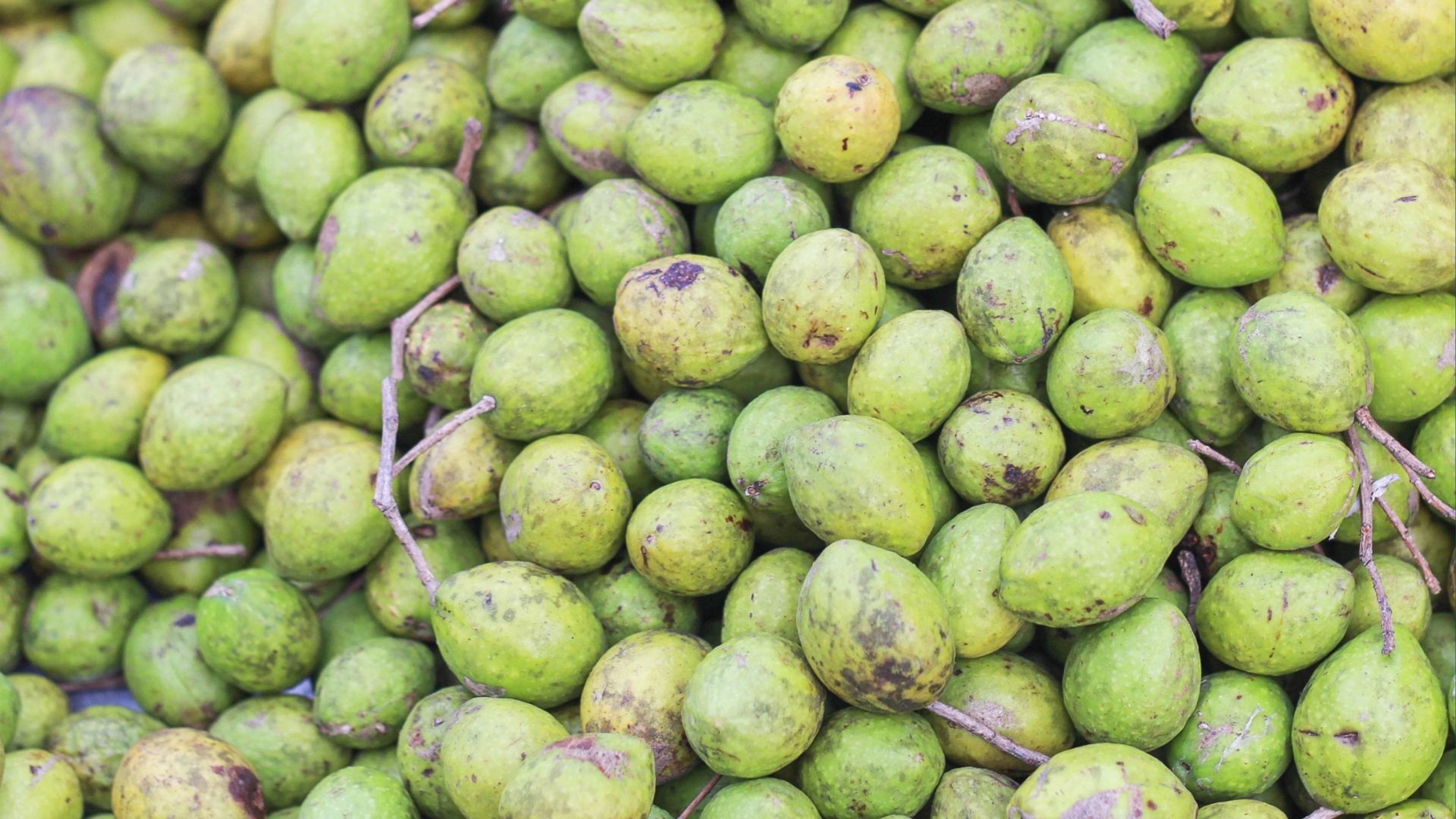 Terminalia Chebula Extract