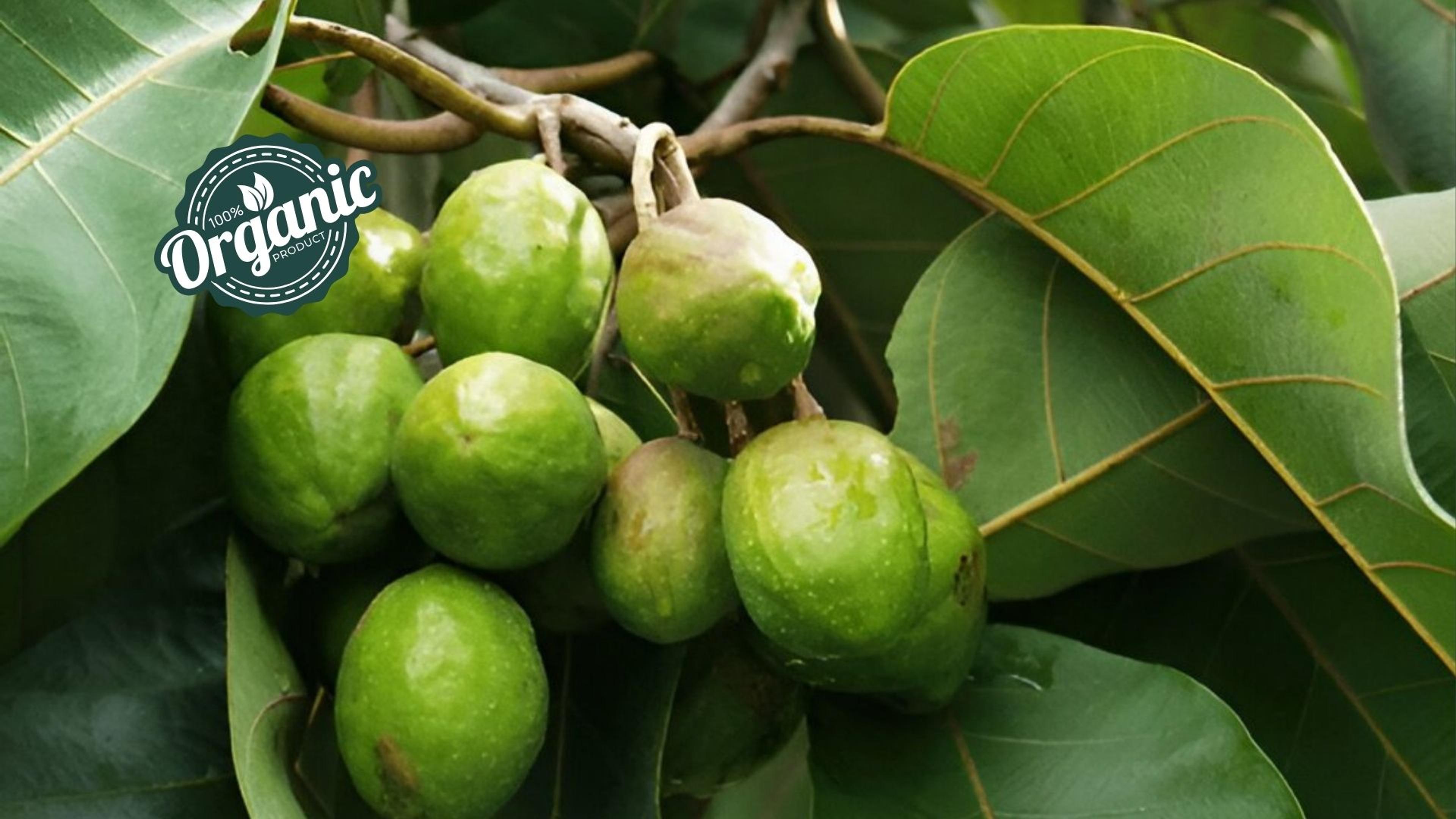 Organic Terminalia chebula Extract