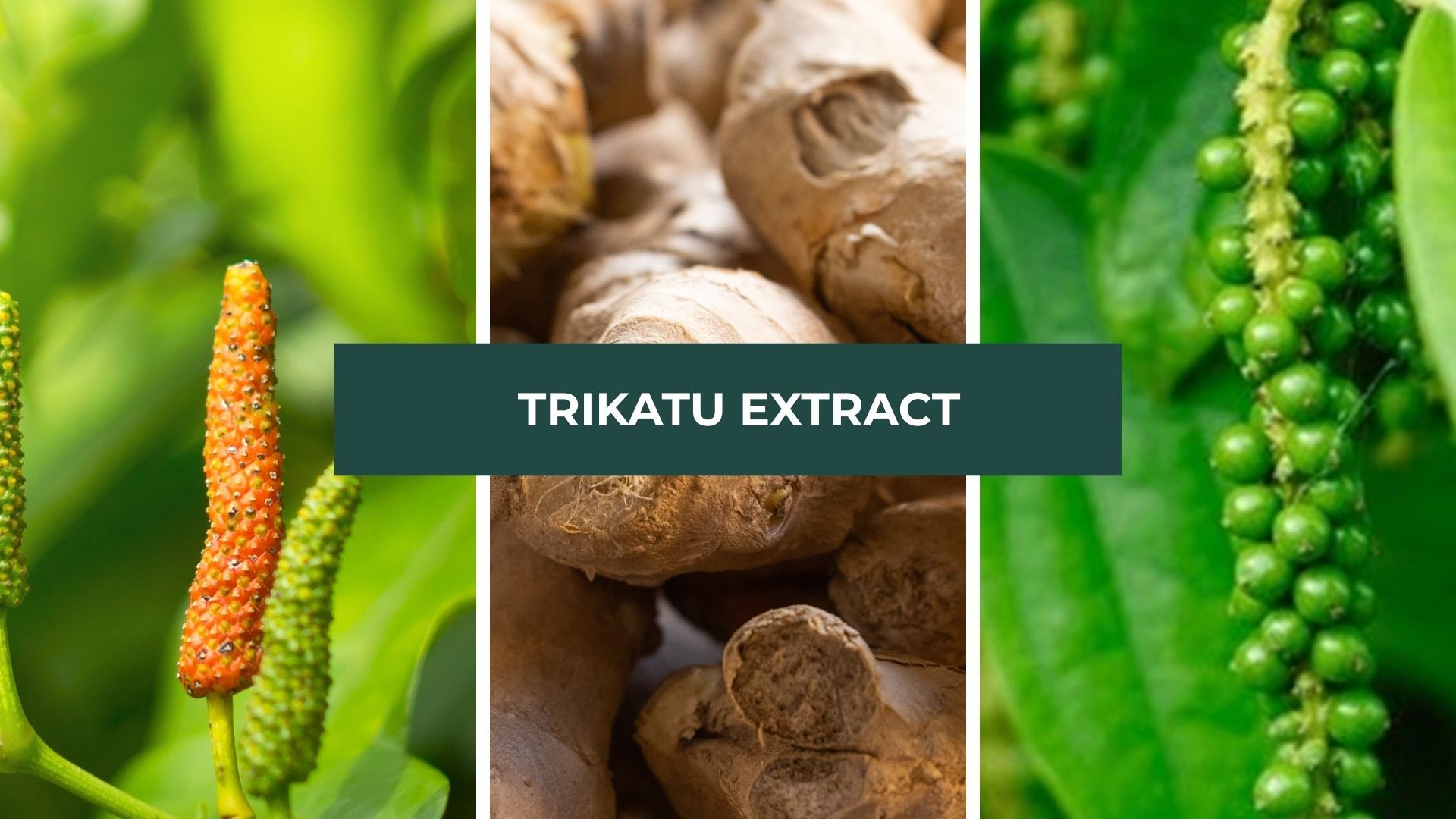 Trikatu Extract