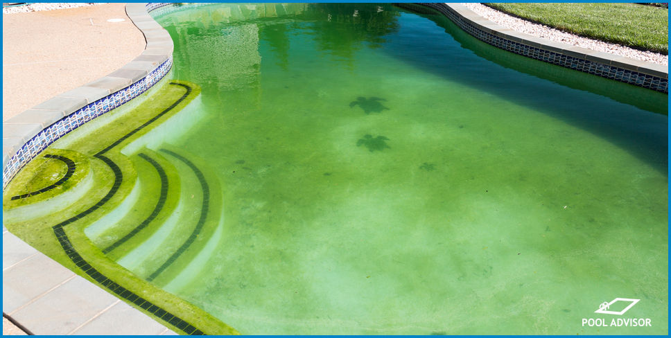 Is Green Algae Dangerous?