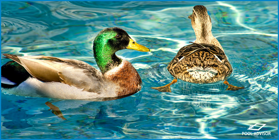 Stop Ducks From Using Pool