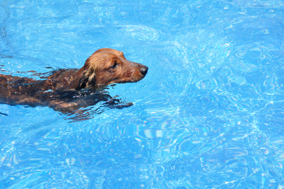 can puppies swim in pools