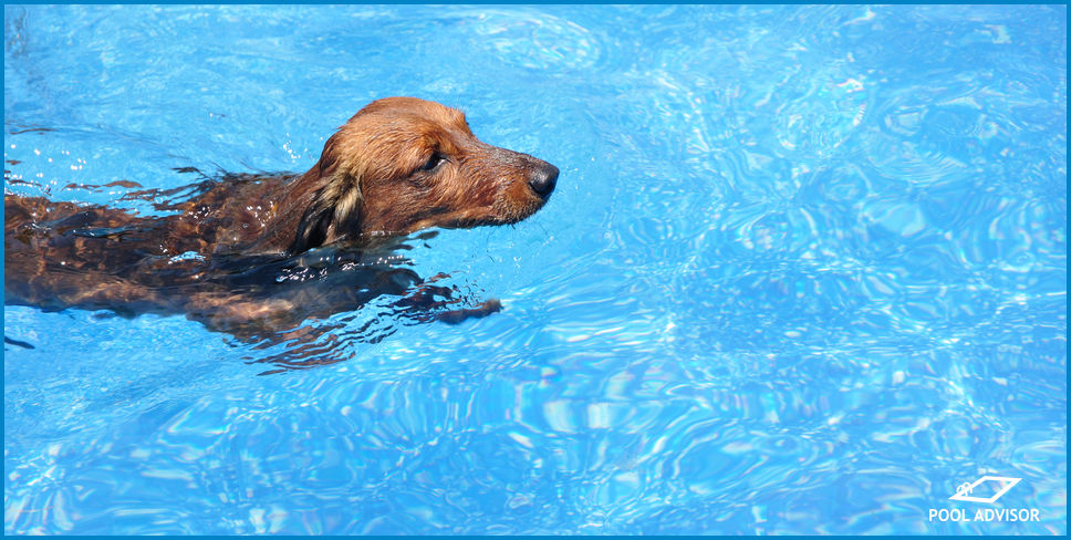 Can Dogs Swim In Chlorine Pools?